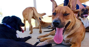 Dog on the ground with tongue out.