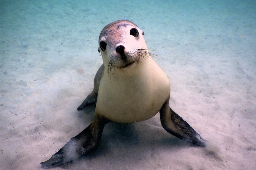 Sea lion smiles at the camera 