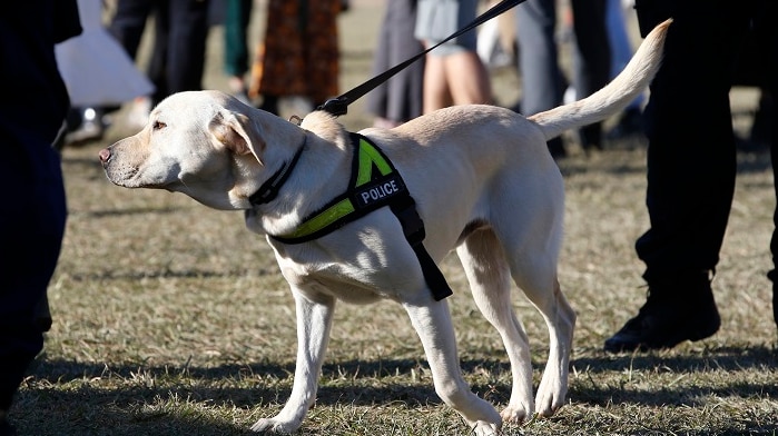 A golden Labrador wearing a fluorescent police vest is walking on a leash on grass.