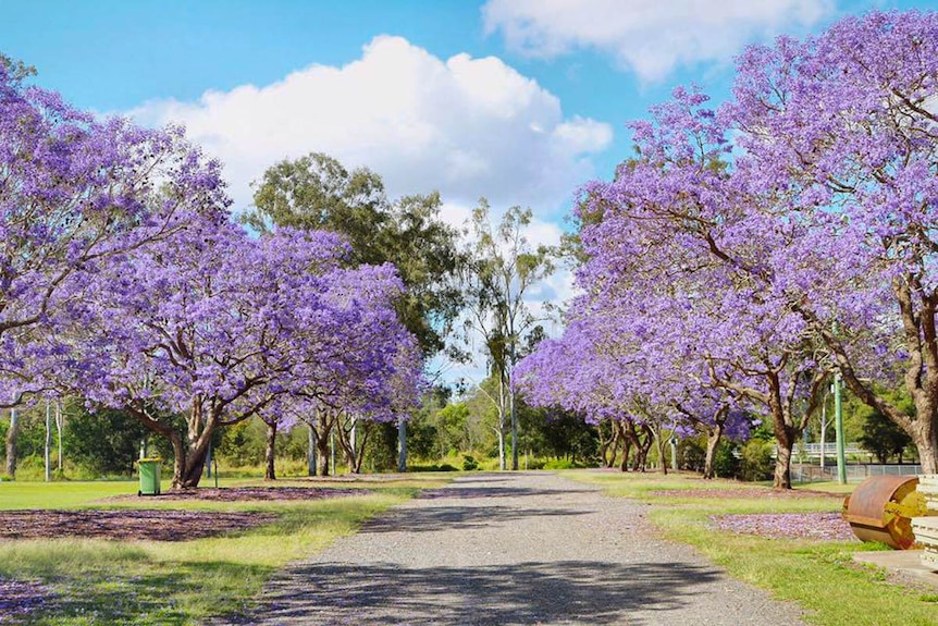 Why There S A Lot More To Love About Jacarandas Than Just Their Purple Flowers Abc News