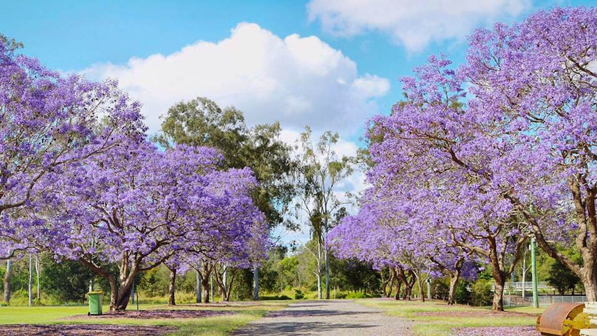 Jacaranda trees line a path.