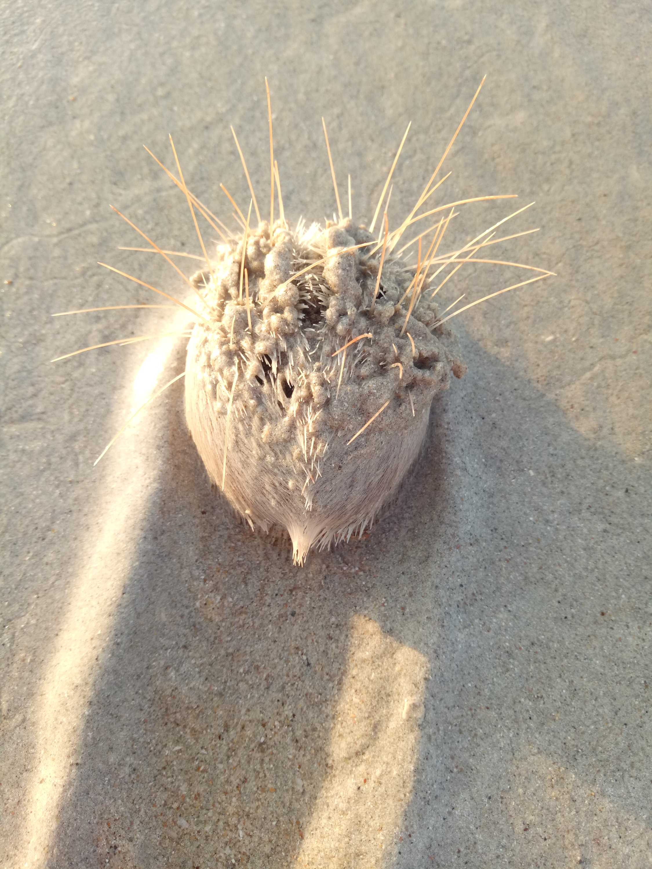 Elusive heart urchins surprise Kimberley beachgoers during low Cable