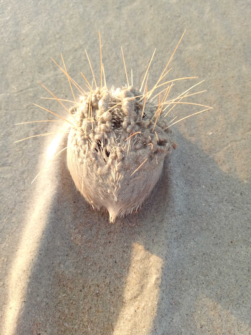 A heart urchin on the sand, with long spines