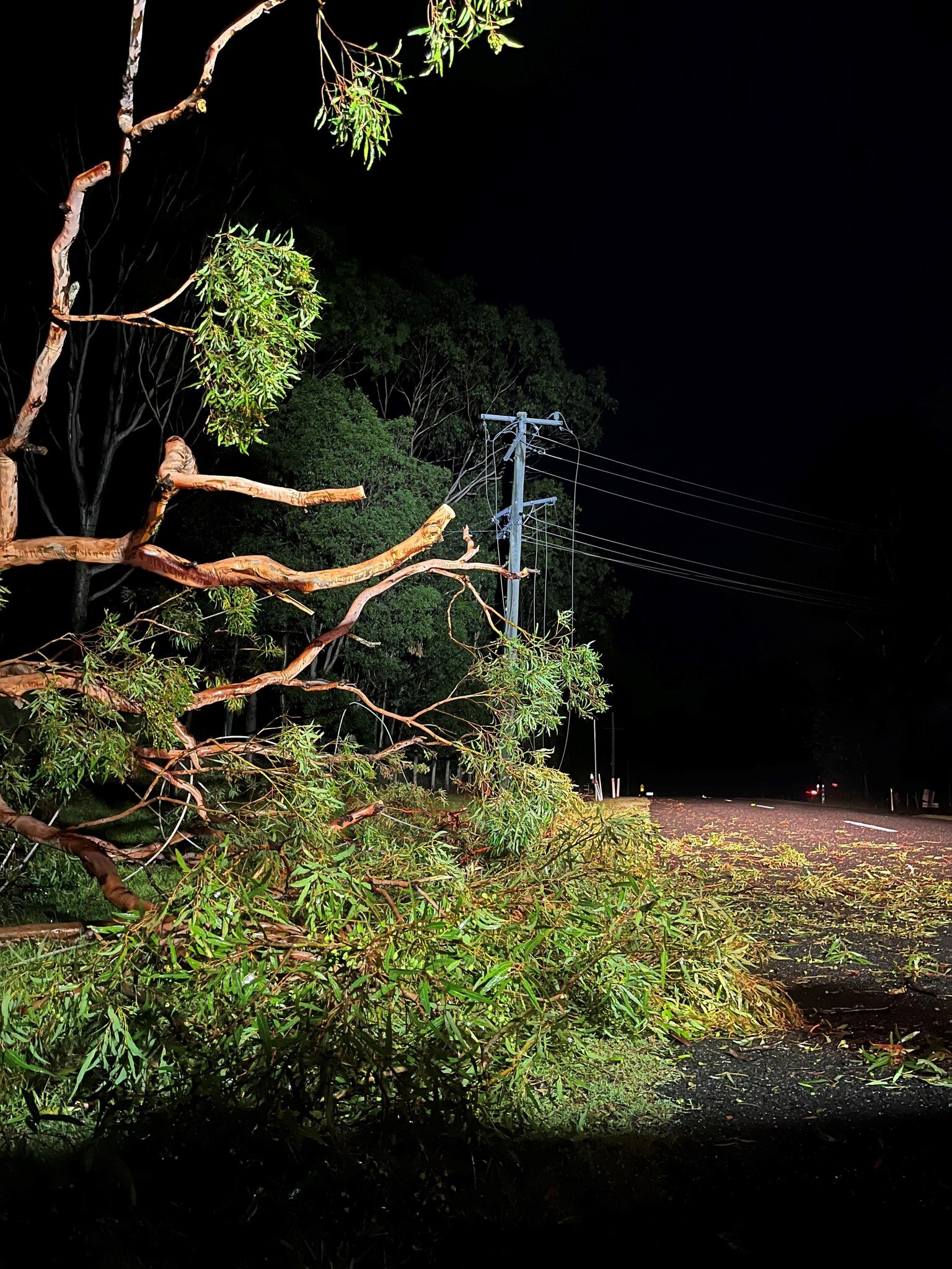 a fallen tree over an electricity line that was cut during a storm in south east queensland