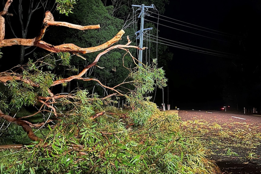 a fallen tree over an electricity line that was cut during a storm in south east queensland