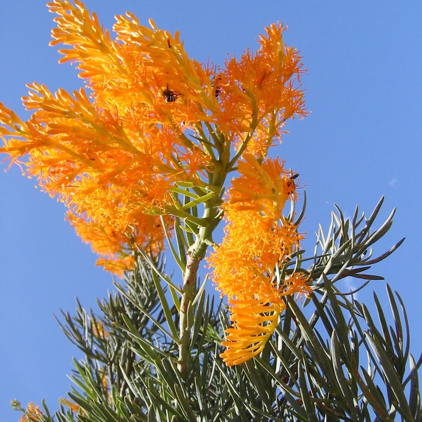 Kalbarri Christmas tree