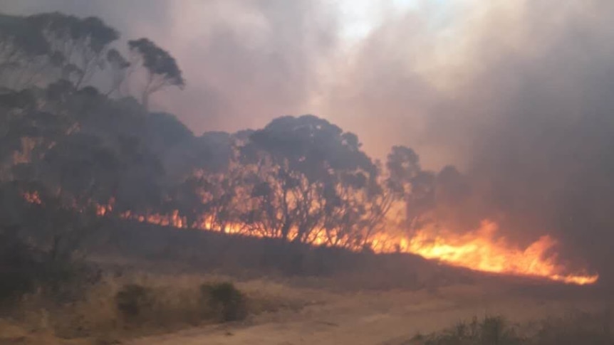 A fire burning amid black trees in Sherwood, South Australia.