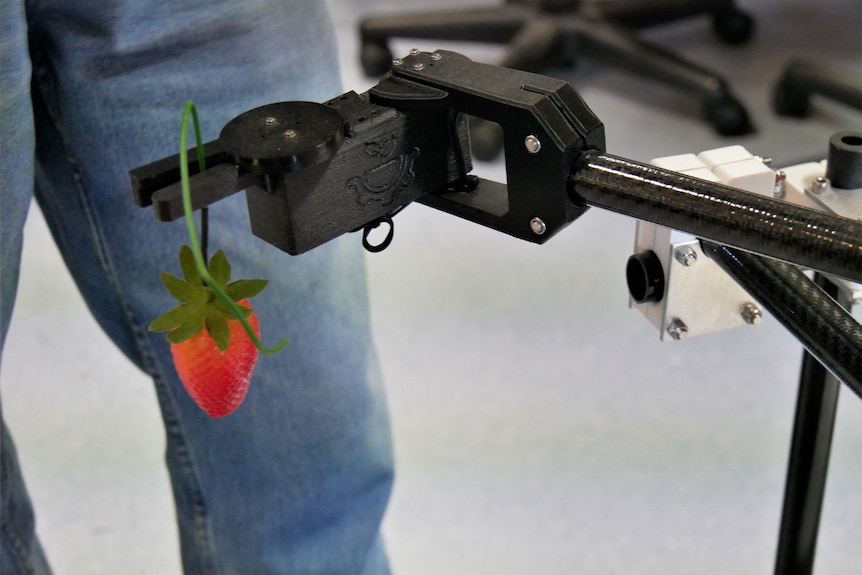 Close-up of a plastic strawberry on the arm of a robotic strawberry picker with a man standing in the background.
