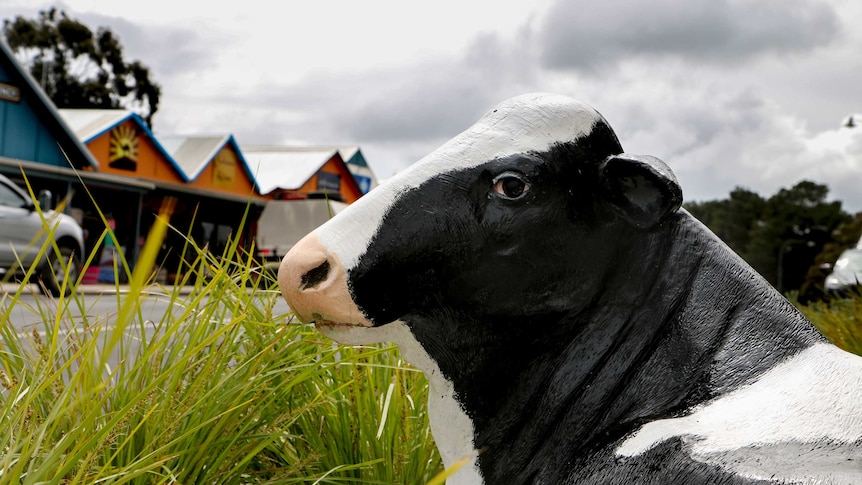 A plastic cow stares, with a grey sky overhead and shops on the main street of Cowaramup behind.