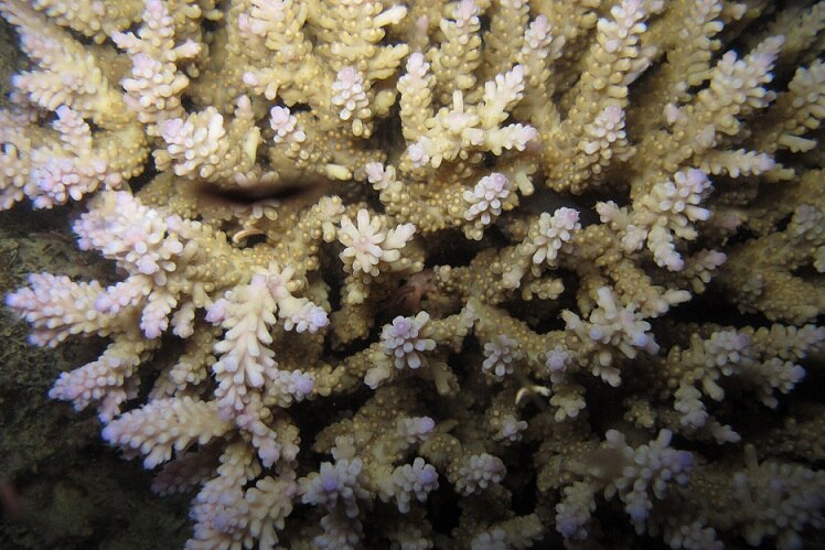 While spawning in the southern reef's waters was normal, scientists struggled to fine coral colonies with eggs further north.