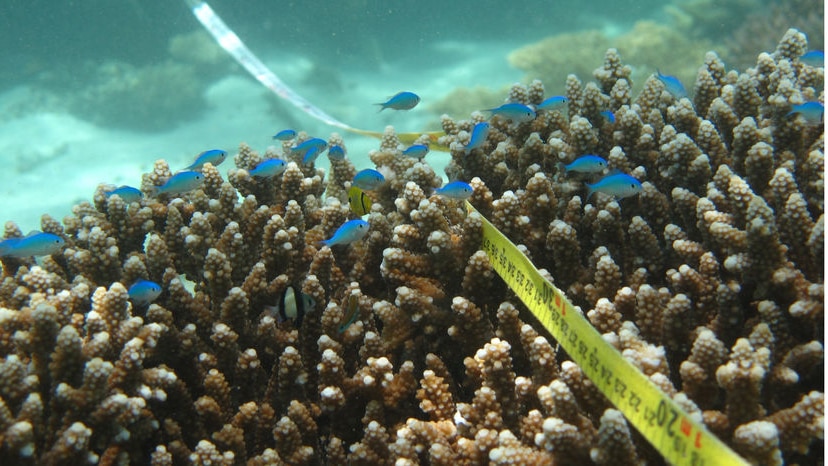 Ningaloo Reef