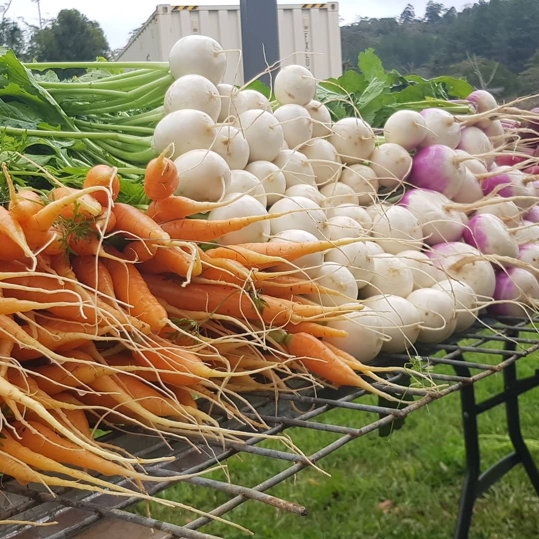 Parsnips, carrots and beets piled up on a table freshly plucked with the green tops still attached, bush in the background