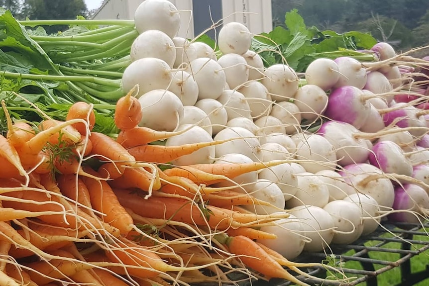 Parsnips, carrots and beets piled up on a table freshly plucked with the green tops still attached, bush in the background