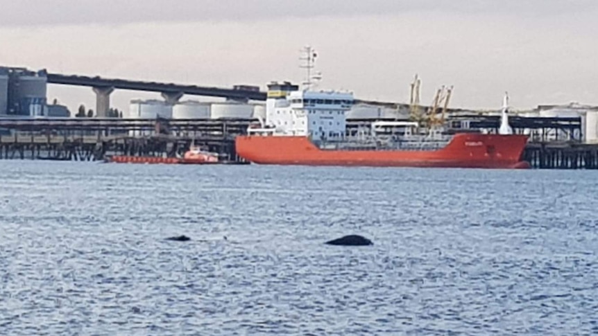 A humpback whale comes up for air in an industrial part of the River Thames, in front of a large red vessel and a bridge