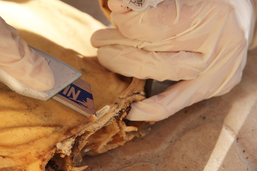 A close-up of Annemarie Fearing's hands as she carves out a small piece of tissue.