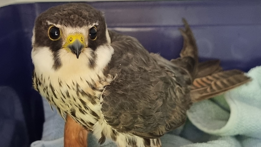 A small, brown bird of prey in a blue tub