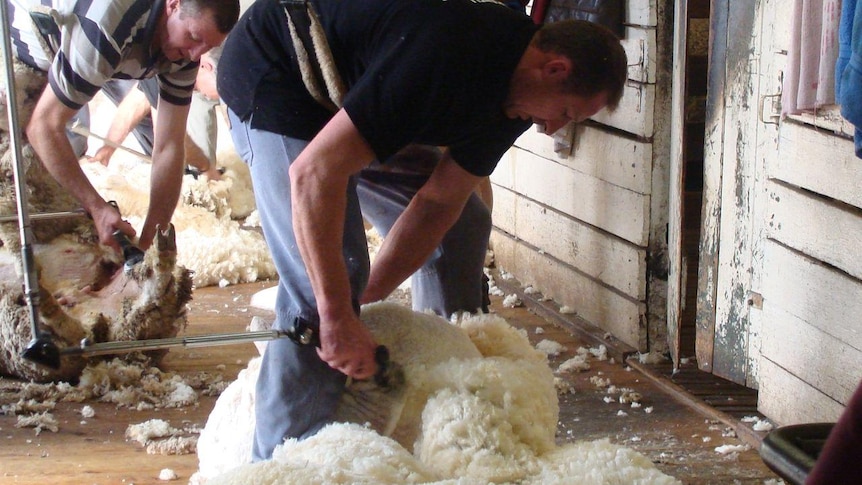 Shearing endurance record- Aaron at work b