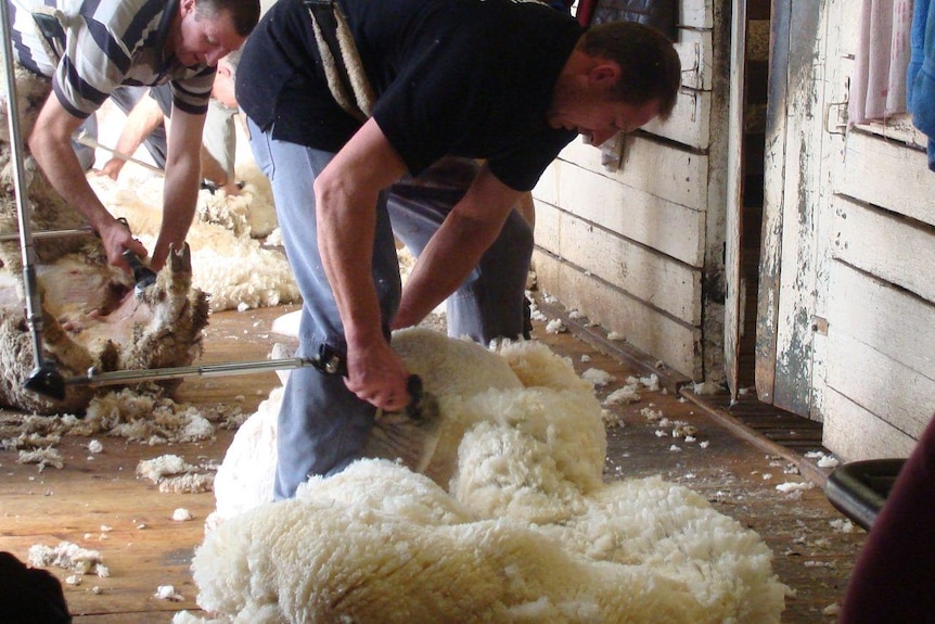 Shearing endurance record- Aaron at work b
