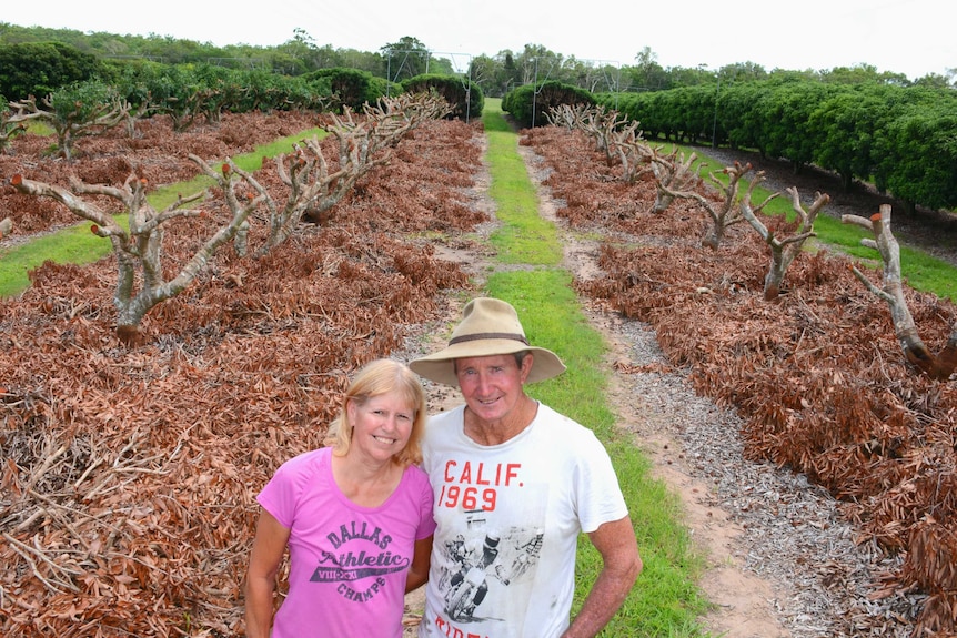 Growers Pauline and Don Brown have started heavy pruning on their lychee plantation in Ilbilbie, 70 kilometres south of Mackay.