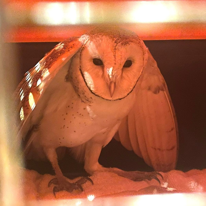 Close up shot of the rescued owl in a carrier, standing on a towel.