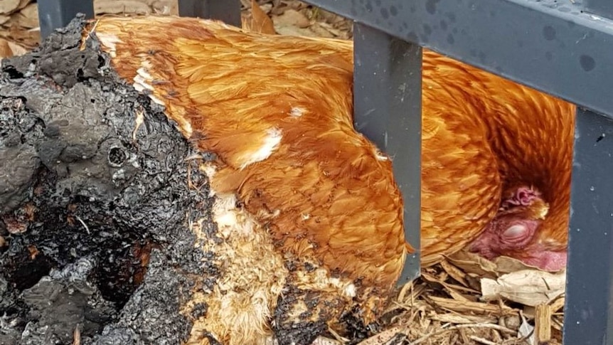 A deceased chicken found burnt in an Adelaide park.