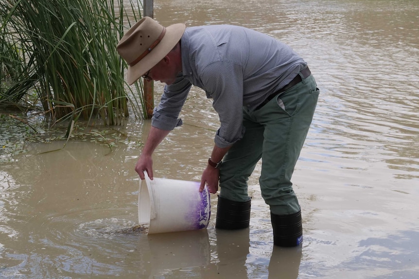 A man in a hat, shirt, jeans and gumboots tips a bucket of small fish into a river.