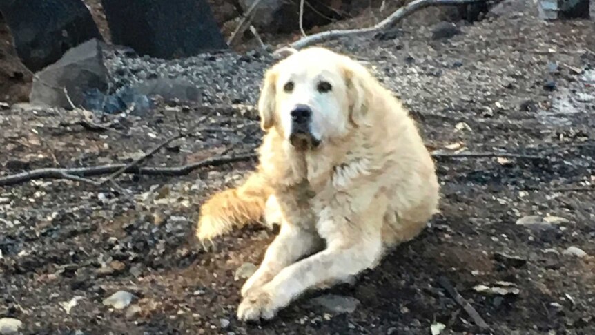 A dog sits on burned ground
