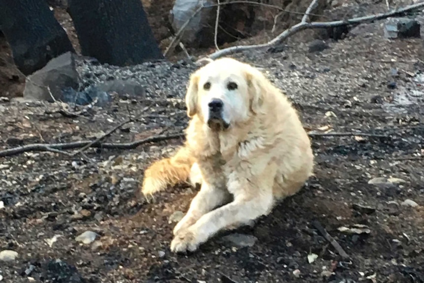 A dog sits on burned ground