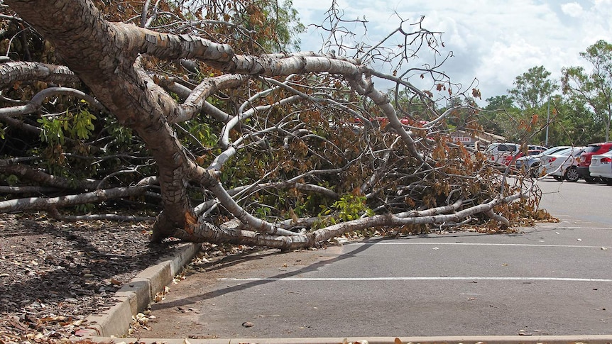 A fallen tree in a Darwin car park.