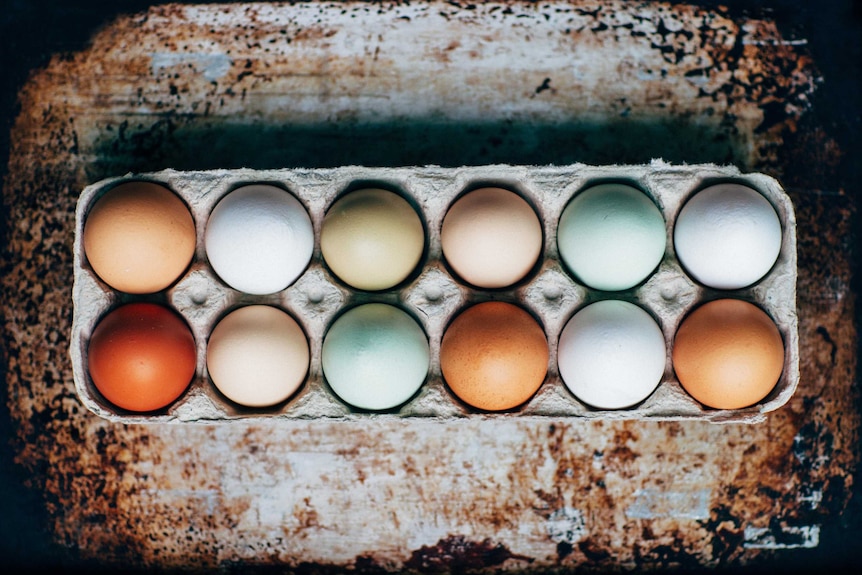 An egg contained with different coloured eggs