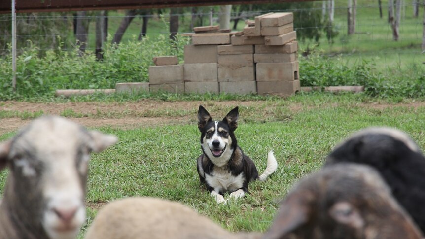 A border collie sits behind some sheep.