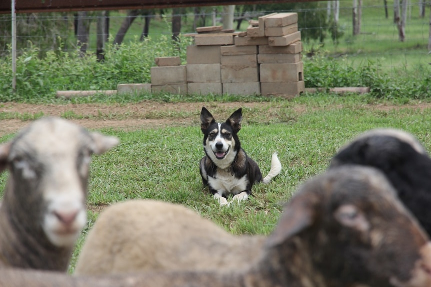 A border collie sits behind some sheep.