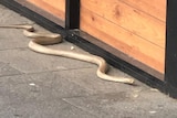 A brown snake on a paved pedestrian area.
