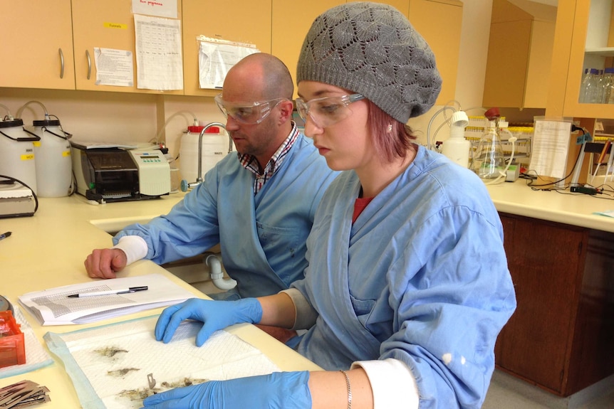 Dr Paul Hick and PhD student Olivia Evans are researching ways to eliminate POMS disease
