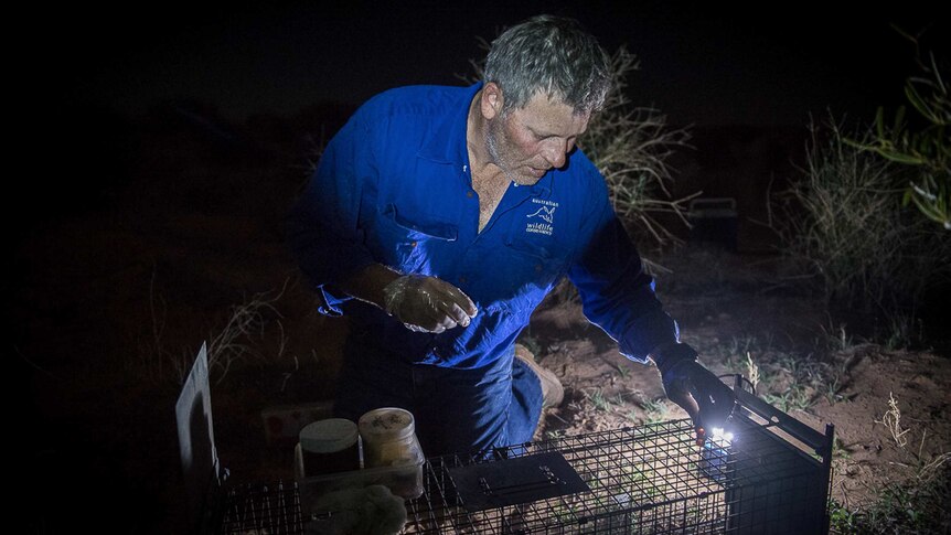 A dark shot of Mark McLaren setting a feral cat trap.