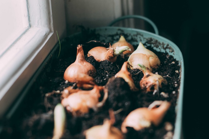 White onions on dirt in a metal container, representing a DIY vegetable garden that doesn't require a backyard.