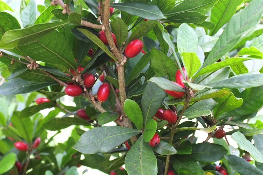 Close up shot of miracle berry bush, showing dozens of small red fruit
