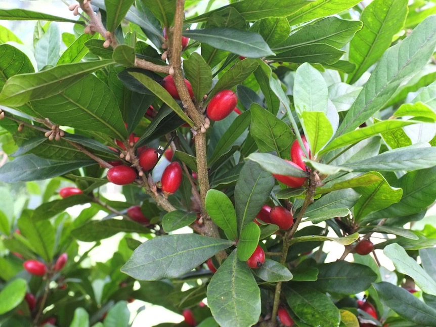 Close up shot of miracle berry bush, showing dozens of small red fruit