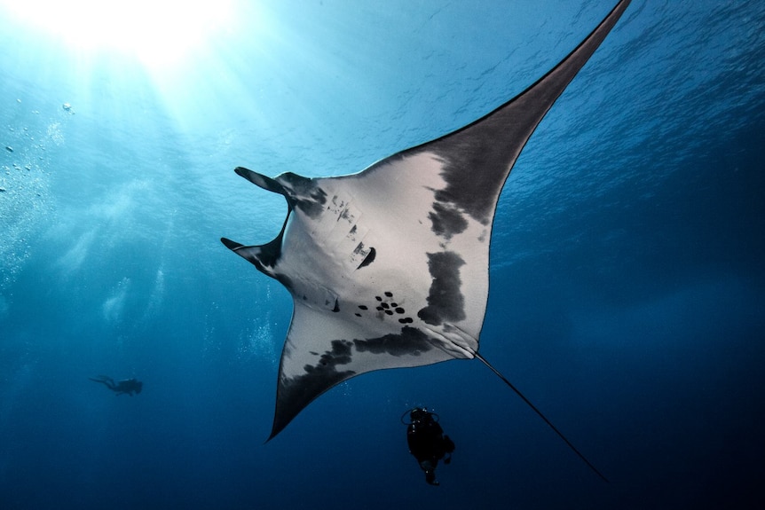 Manta birostris