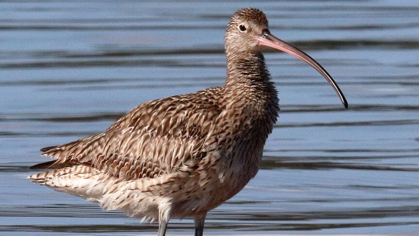 The eastern curlew is brown and white with a long hooked beak. Close up of single bird standing in water.
