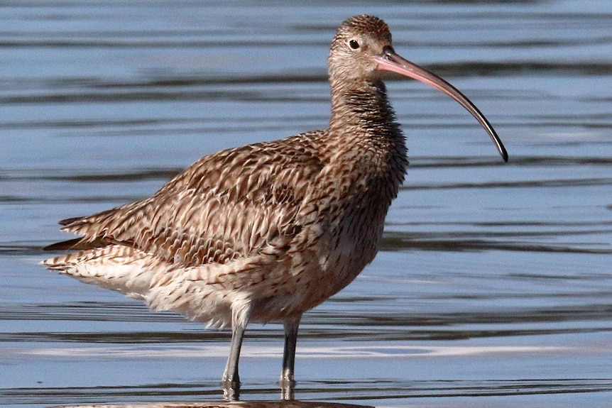 The eastern curlew is brown and white with a long hooked beak. Close up of single bird standing in water.