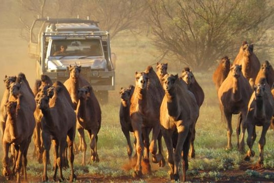 A driver in a modified four wheel drive rounds up a mob of camels in the central desert of Western Australia.