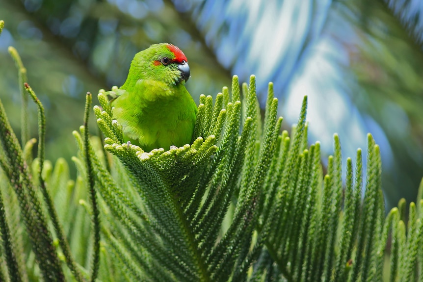 A green parrot with a red face sits on a pine tree of nearly the same shade of green. 