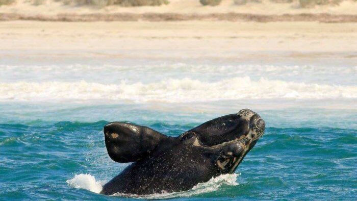 A southern right whale jumps out of the water.