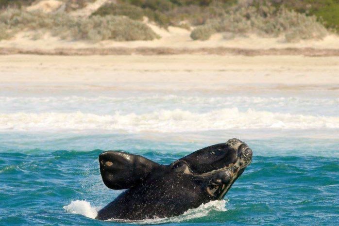 A southern right whale jumps out of the water.