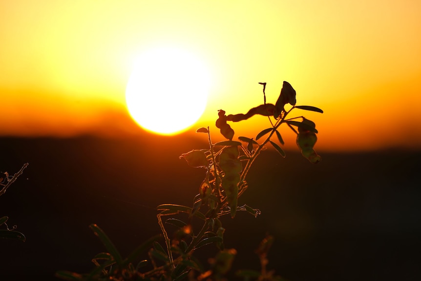 The sun rises with a plant pictured in the foreground.