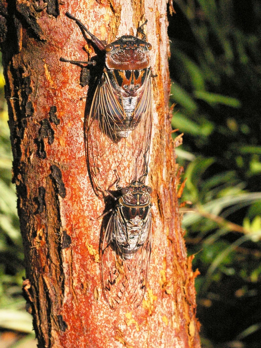 Two cicadas, one large and one small, on a small tree with rough bark.