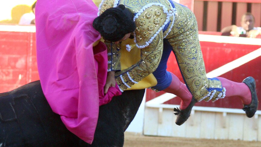 Spanish matador Francisco "Paquirri" Rivera Ordonez is thrown into the air by the bull