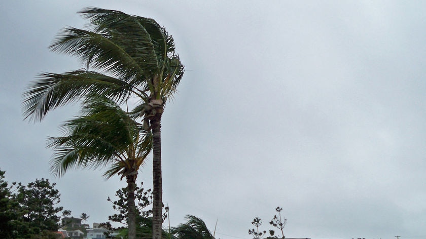 Winds from Tropical Cyclone Ului buffet palm trees at Yeppoon on Queensland's Keppel Coast.