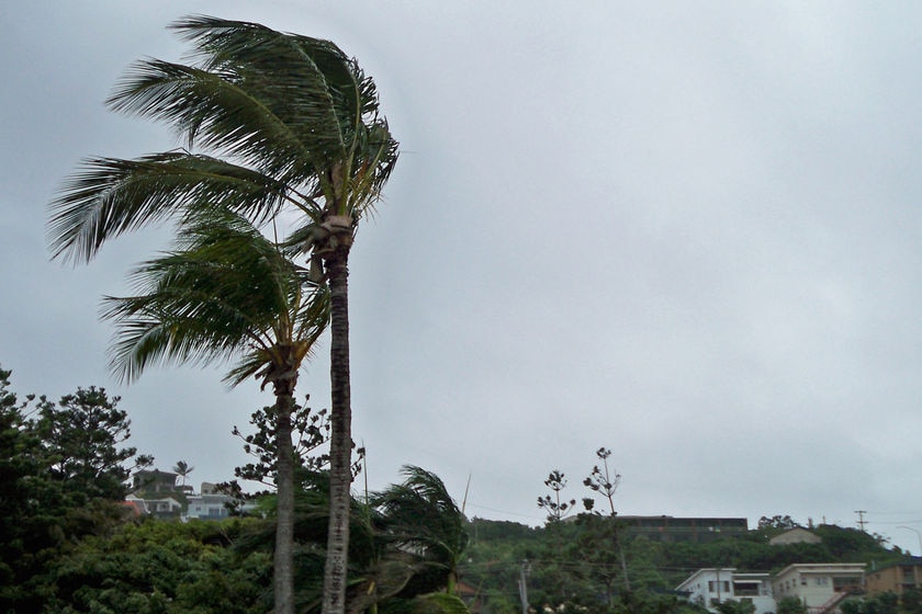 A palm tree being blown by a vicious wind.